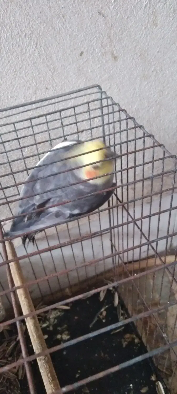 عروس هلندی نر|پرنده|لاهیجان, کوی زمانی|دیوار