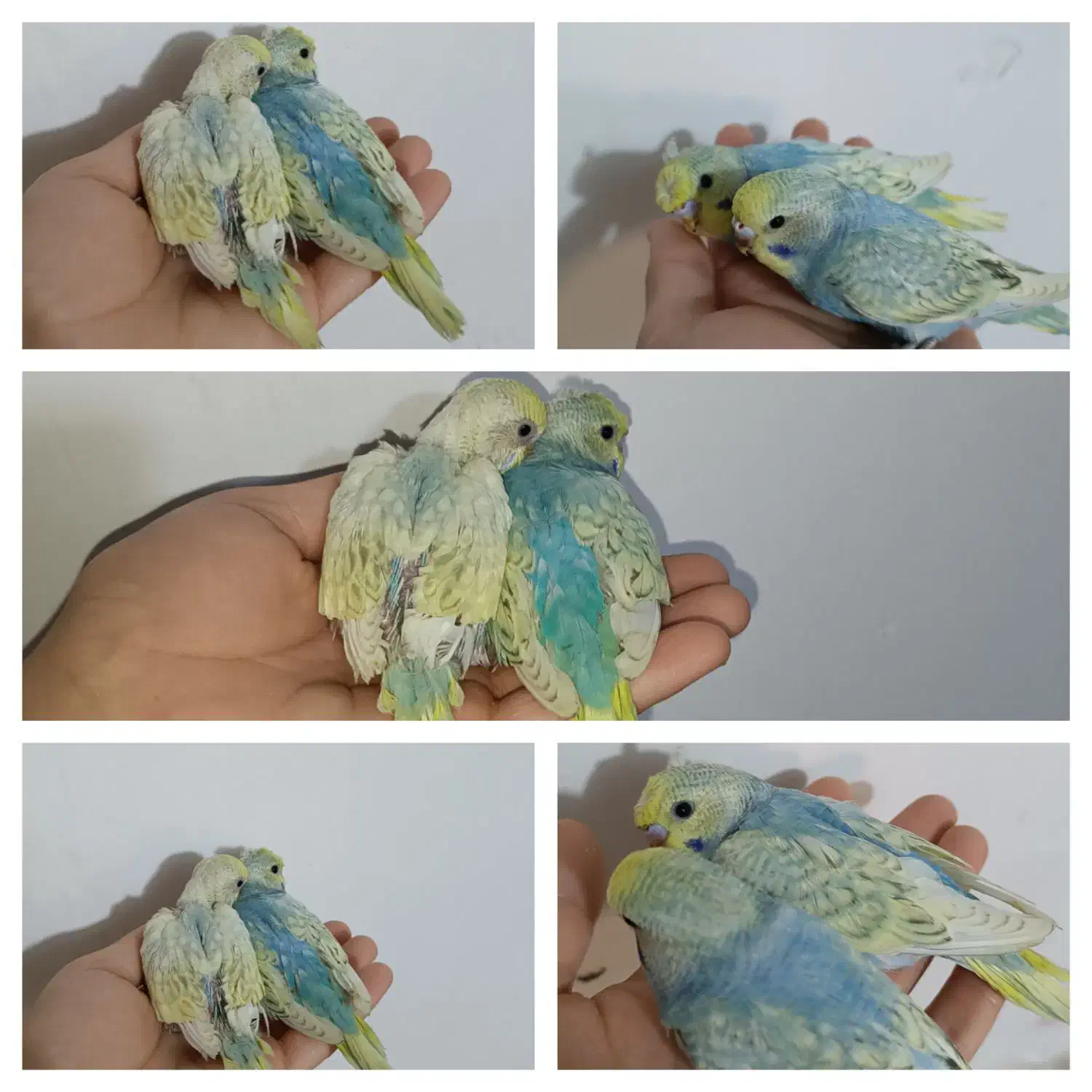 مرغ عشق|پرنده|بندر ماهشهر, |دیوار