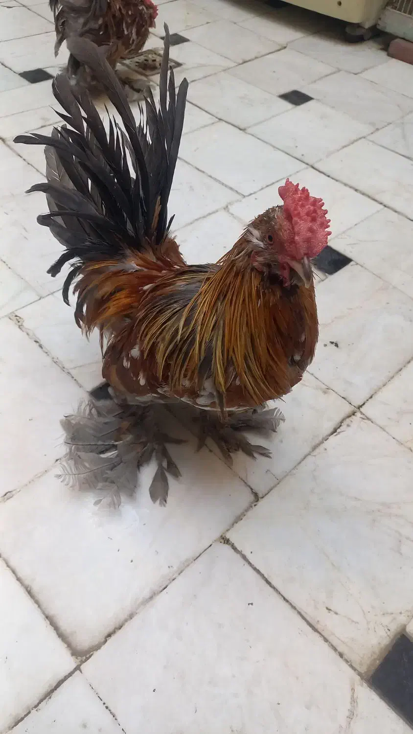 2 خروس یوکسل جوان سرحال|حیوانات مزرعه|قم, حنیف نژاد|دیوار