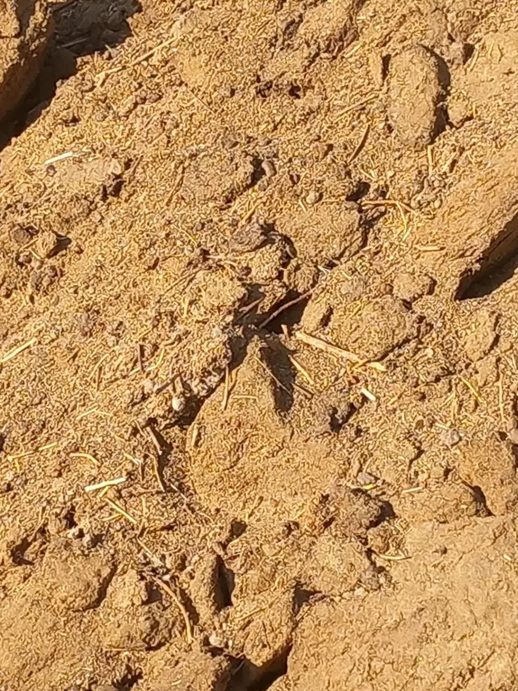 گم شوده|حیوانات|رفسنجان, |دیوار