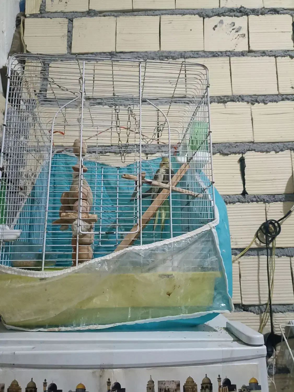 سلام یک عدد عروس هلندی ماد زیبا|پرنده|بندرعباس, |دیوار