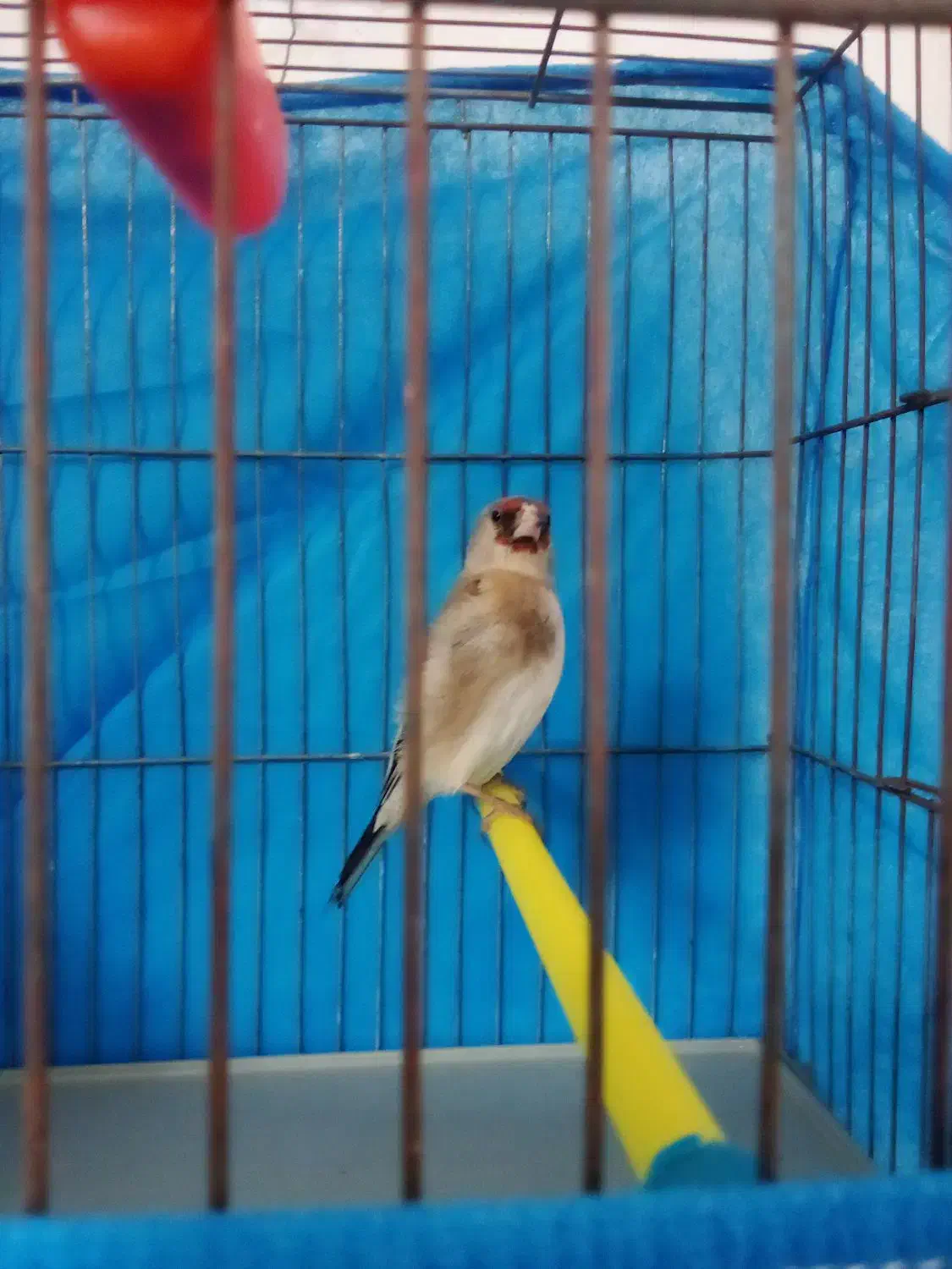 سهره ماده|پرنده|تکاب, |دیوار