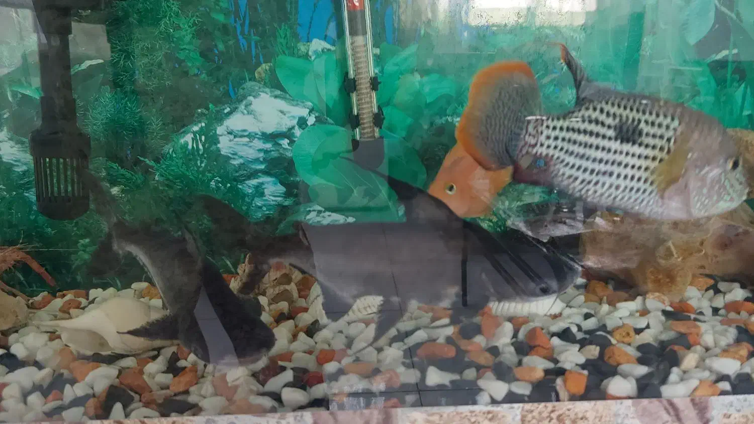 ماهی گرین ترور و پرت|ماهی|قزوین, |دیوار