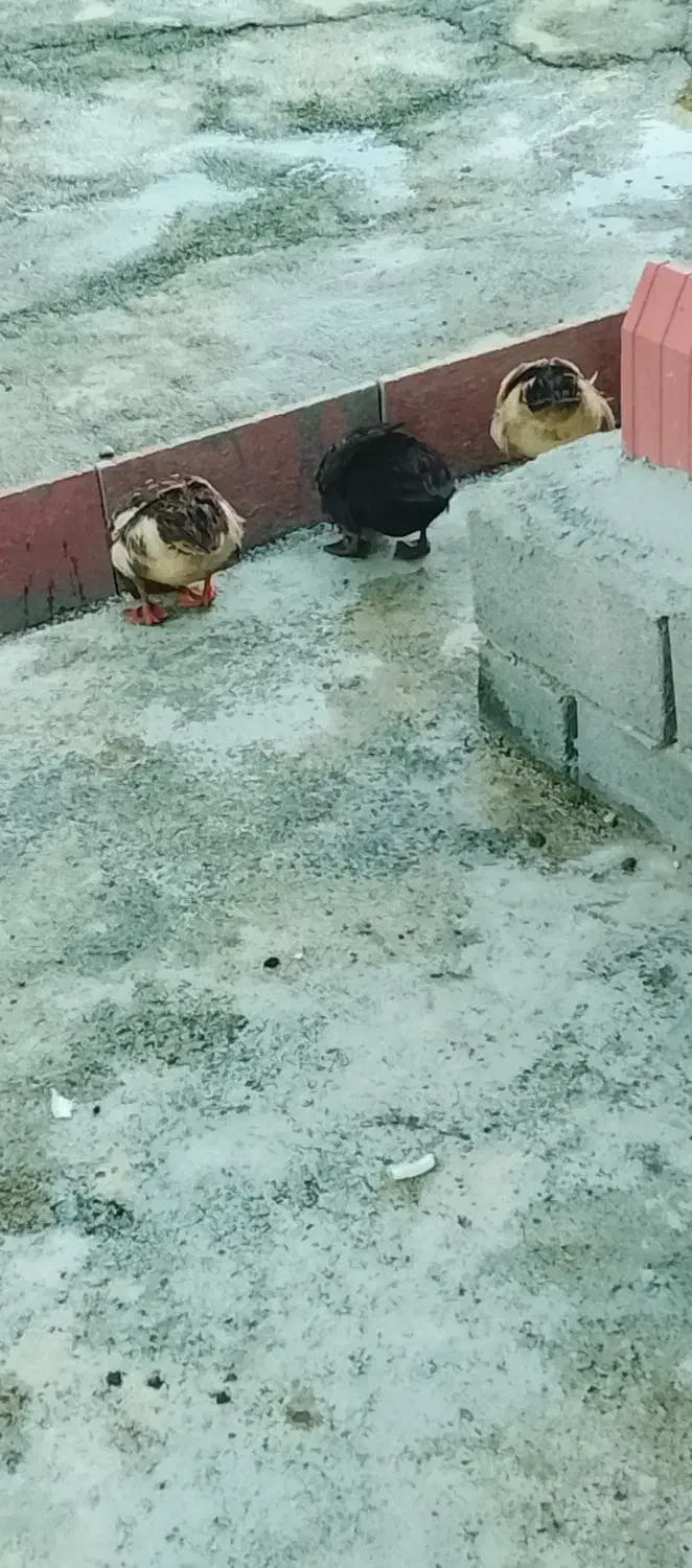 3عدد اردک|حیوانات مزرعه|سیلوانه, |دیوار