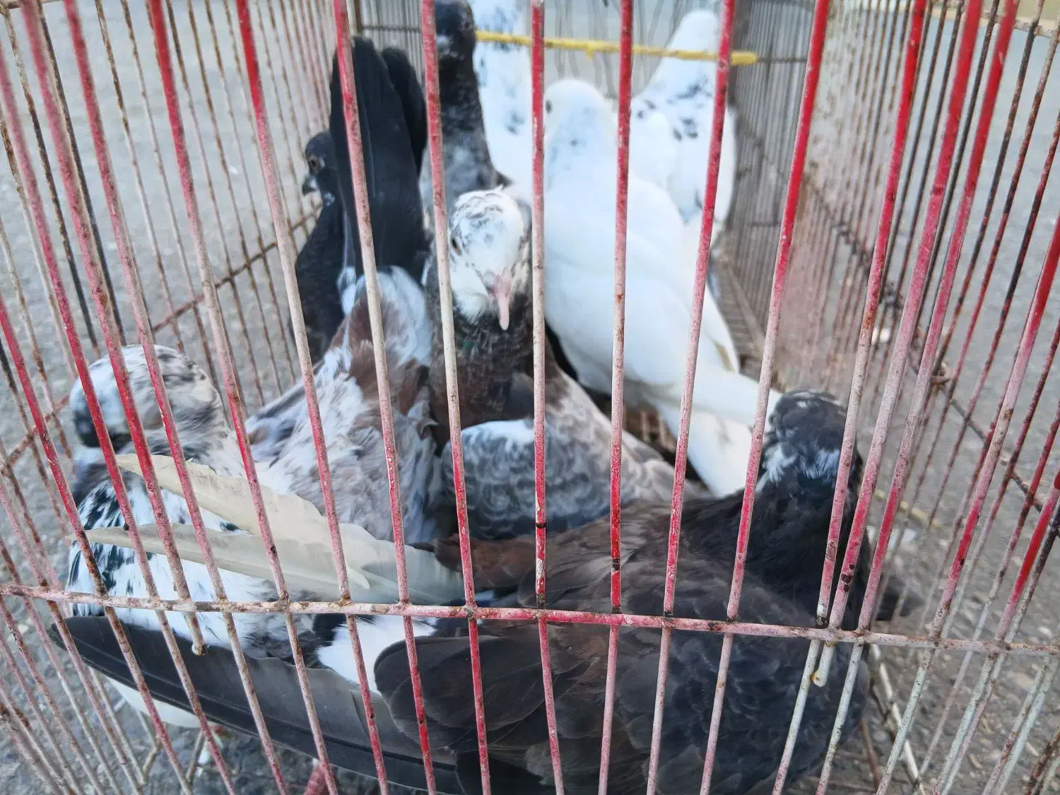 کبوتر پرشی قیمت عالی مرغ عشق|پرنده|نکا, |دیوار