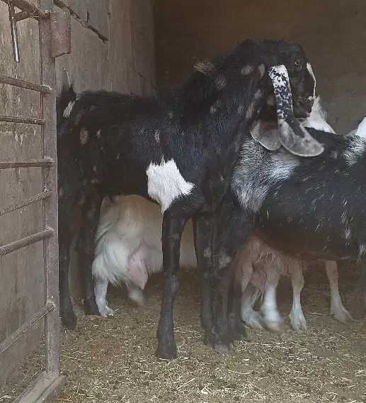 بز گلابی پاکستانی|حیوانات مزرعه|خمینی‌شهر, |دیوار