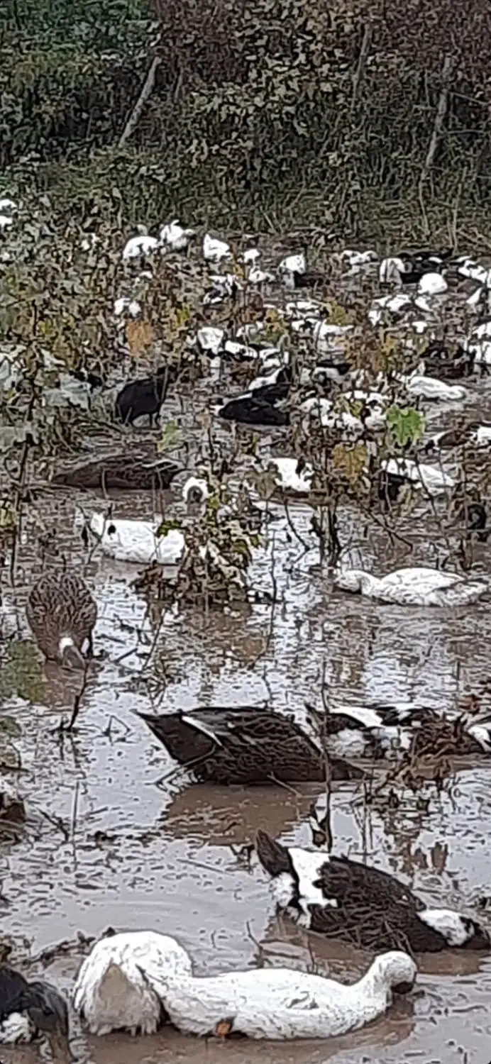 فروش اردک ۵ ماهه|حیوانات مزرعه|طاهرگوراب, |دیوار