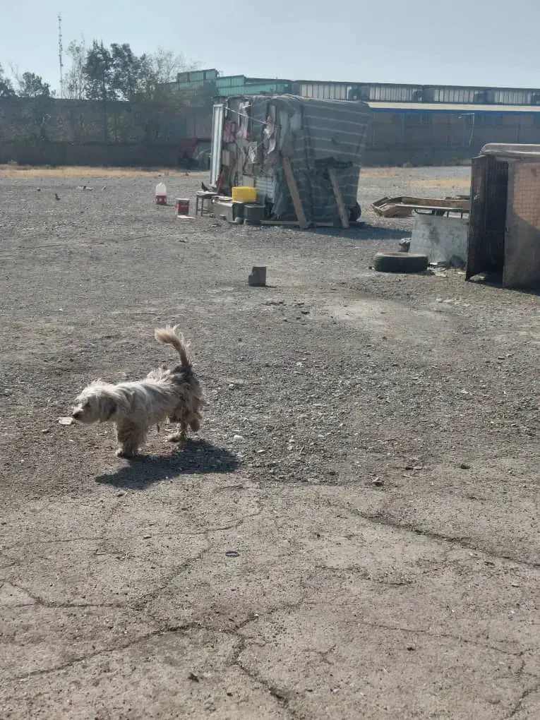 سگ پاکوتاه تریل|سگ|تهران, شادآباد|دیوار