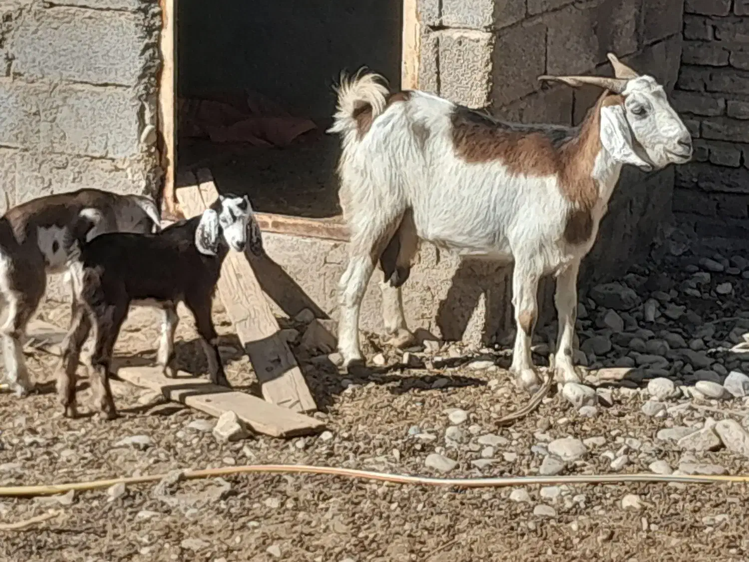 سلام بز دوقلو|حیوانات مزرعه|جهرم, |دیوار