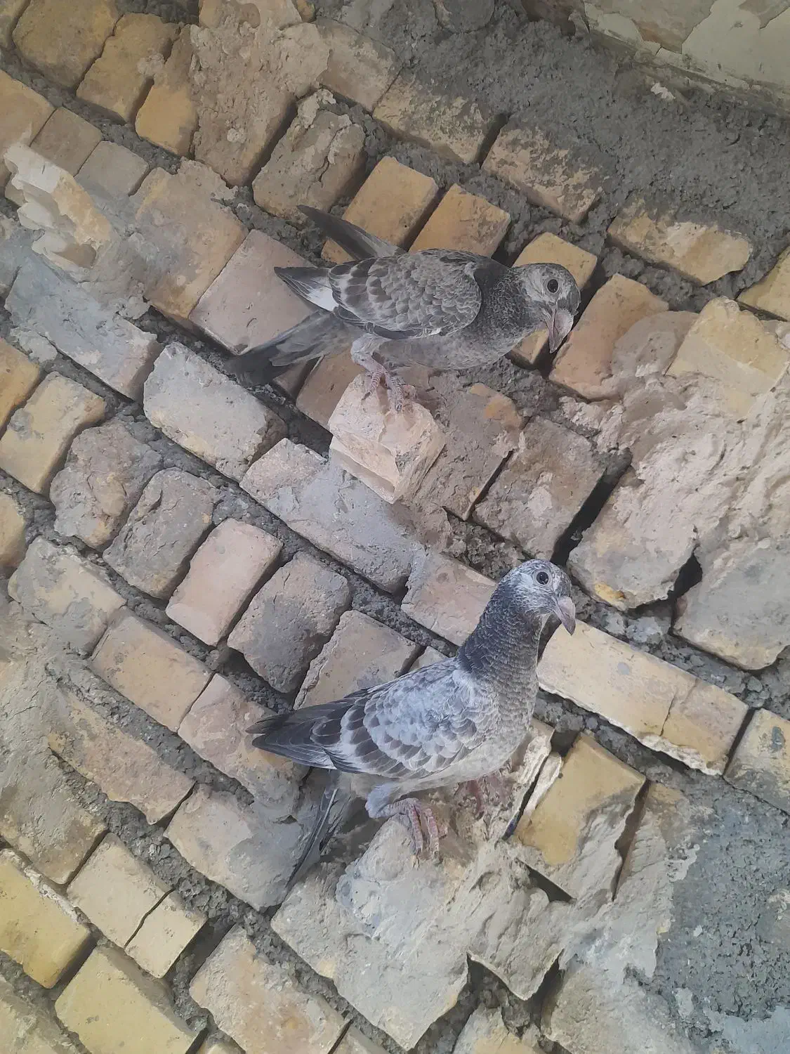 کبوتر جوجه|پرنده|طرقبه, |دیوار