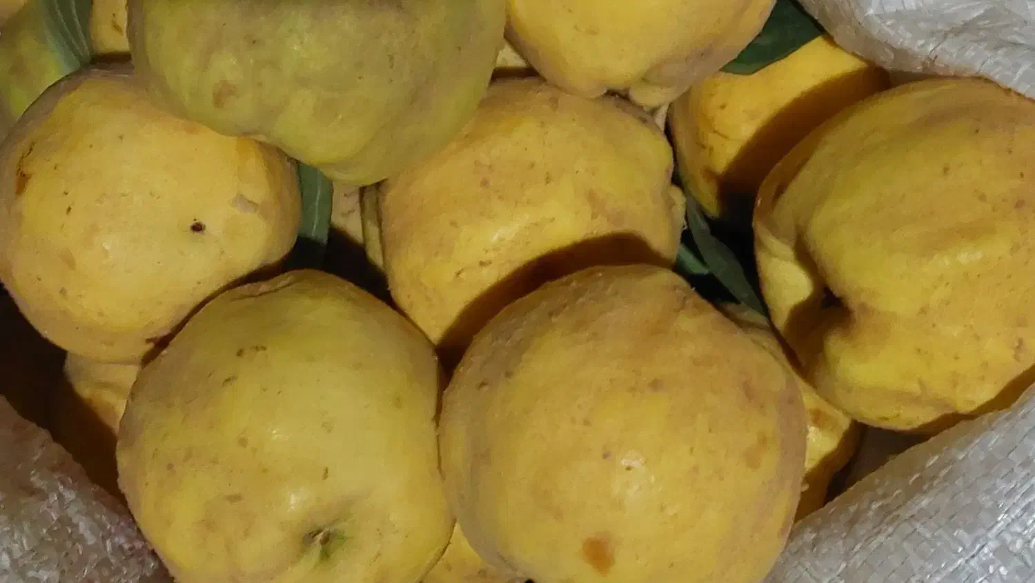 بهه محلی زرد و خوش طعم و درجه یک|خوردنی و آشامیدنی|بانه, |دیوار