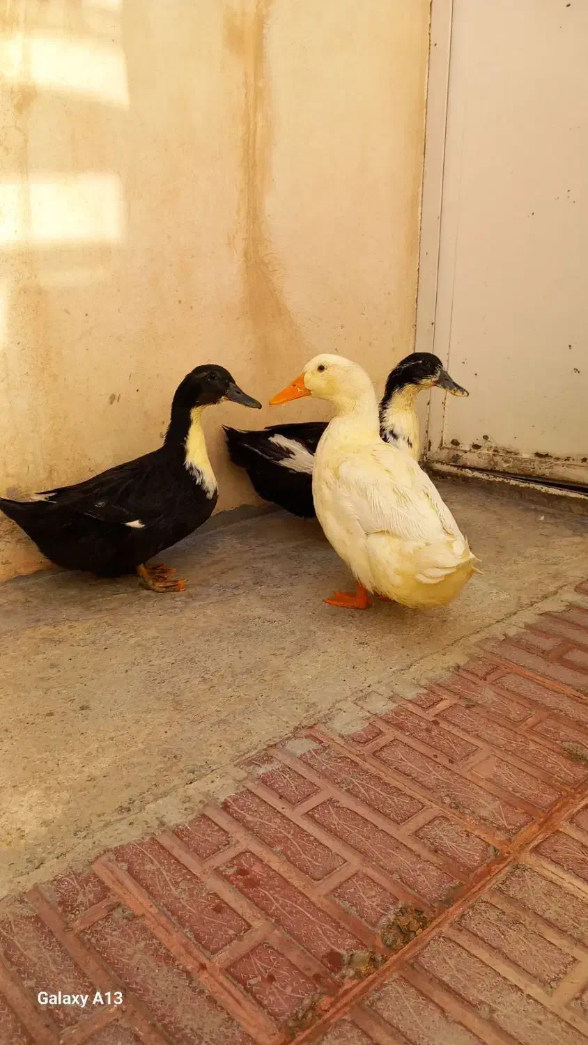 سه عدد مرغابی دانه ای 800 هزار|حیوانات مزرعه|پیرانشهر, |دیوار