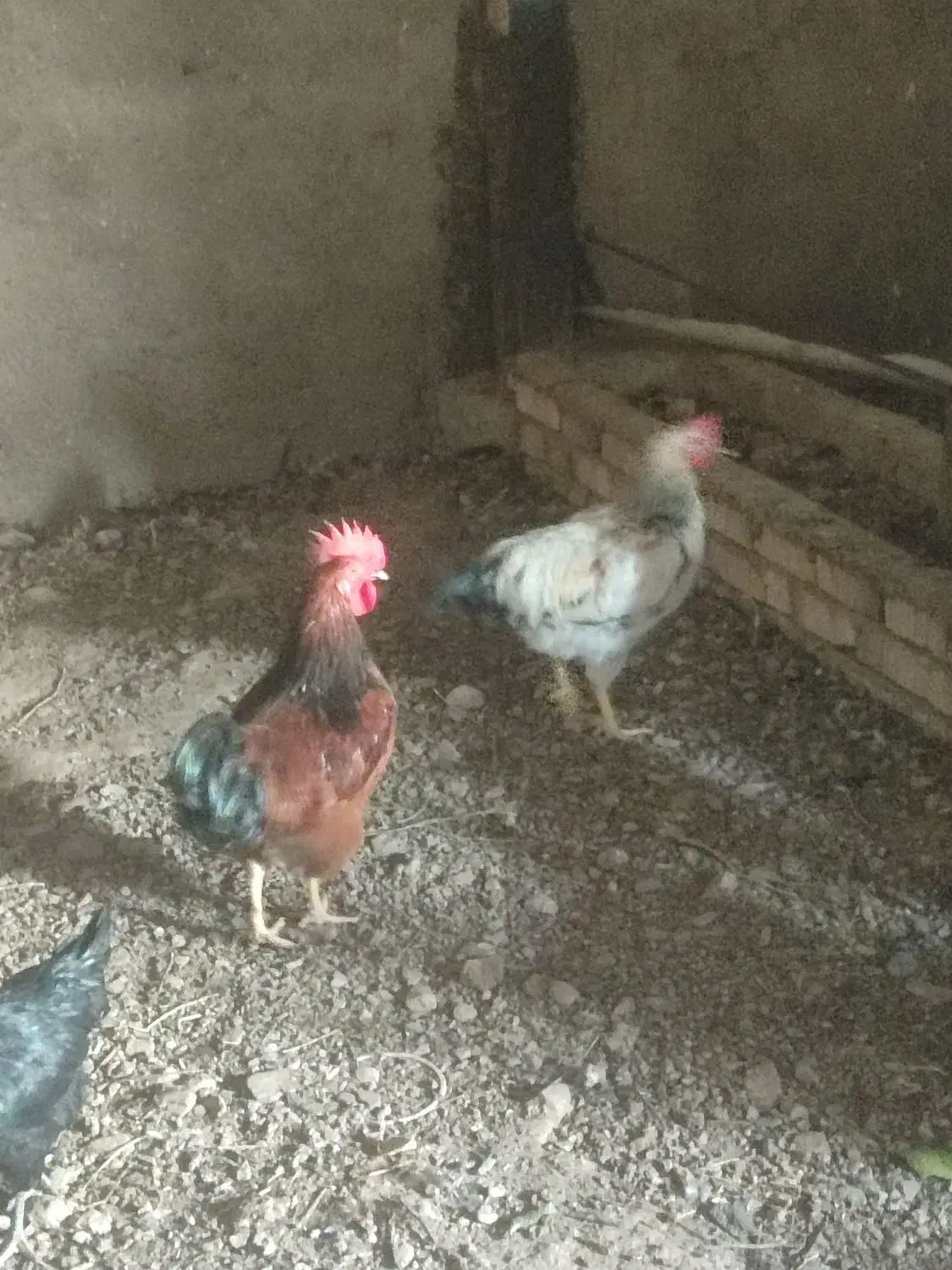 خروس محلی|حیوانات مزرعه|رشتخوار, |دیوار