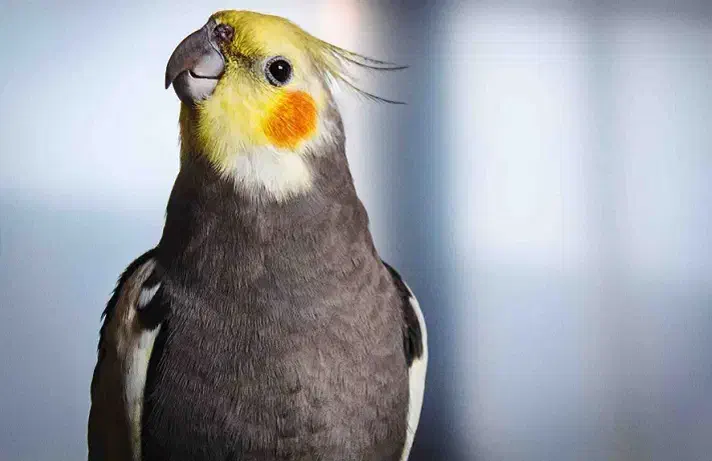 جوجه عروس های زیبا ۲ماهه|پرنده|خرمدره, |دیوار