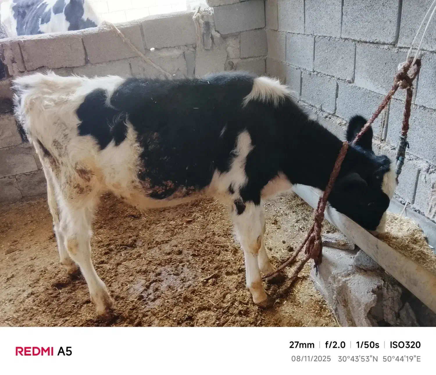 فروش گاو با گوساله نر چهارماهه|حیوانات مزرعه|چرام, |دیوار