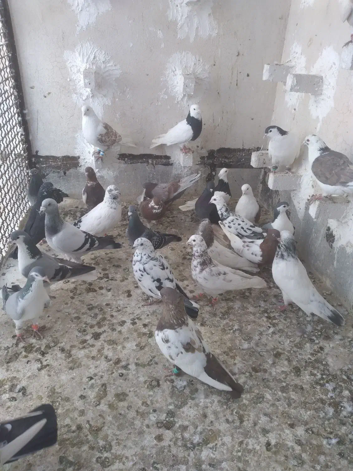 کفتر|پرنده|مشهد, یاس|دیوار