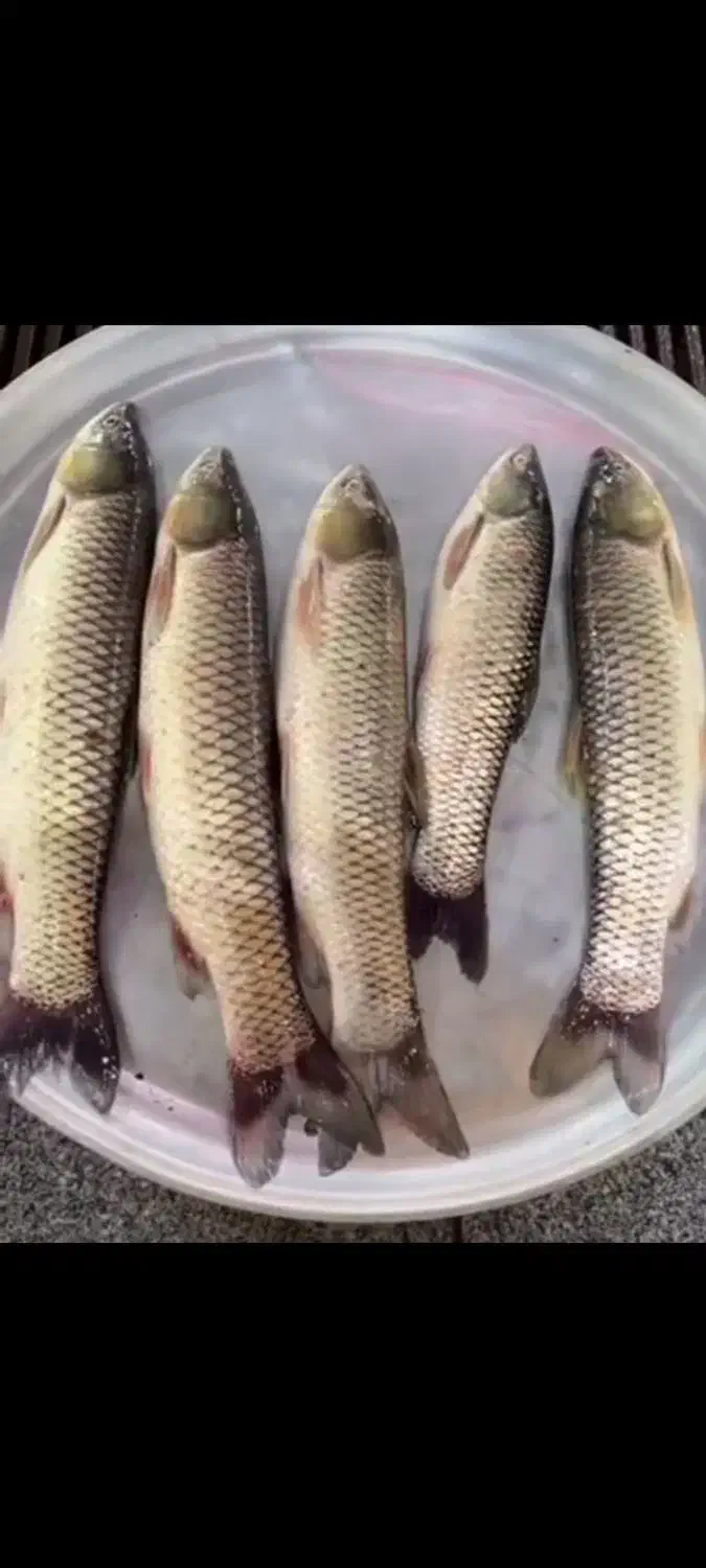 ماهی خوراکی|ماهی|لنگرود, |دیوار