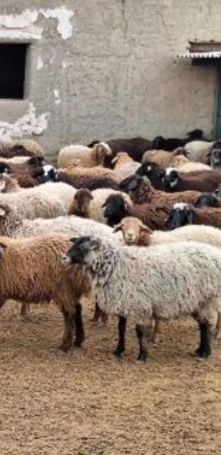 ۲۰ راس گوسفند نر ، ماده و بره فروش یکجا|حیوانات مزرعه|فریم, |دیوار