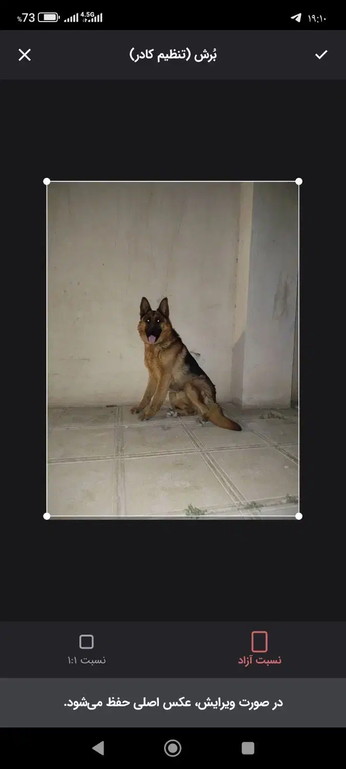 جفت ژرمن شپرد نر و مادع|سگ|تهران, امیریه|دیوار