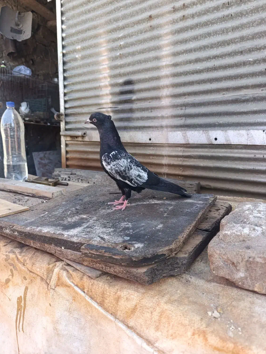 سینه سیاه|پرنده|مسجد سلیمان, |دیوار