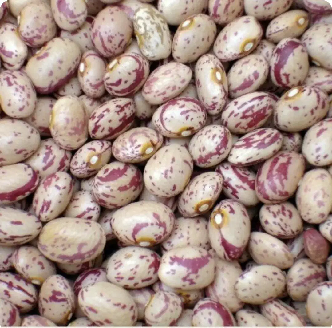 لوبیا چیتی درجه یک(۶ تن)|خوردنی و آشامیدنی|شیراز, آزادی|دیوار