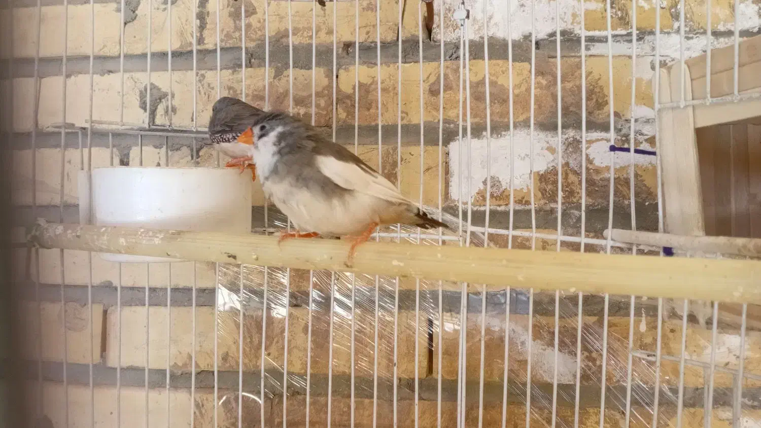 فنچ|پرنده|سیرجان, |دیوار