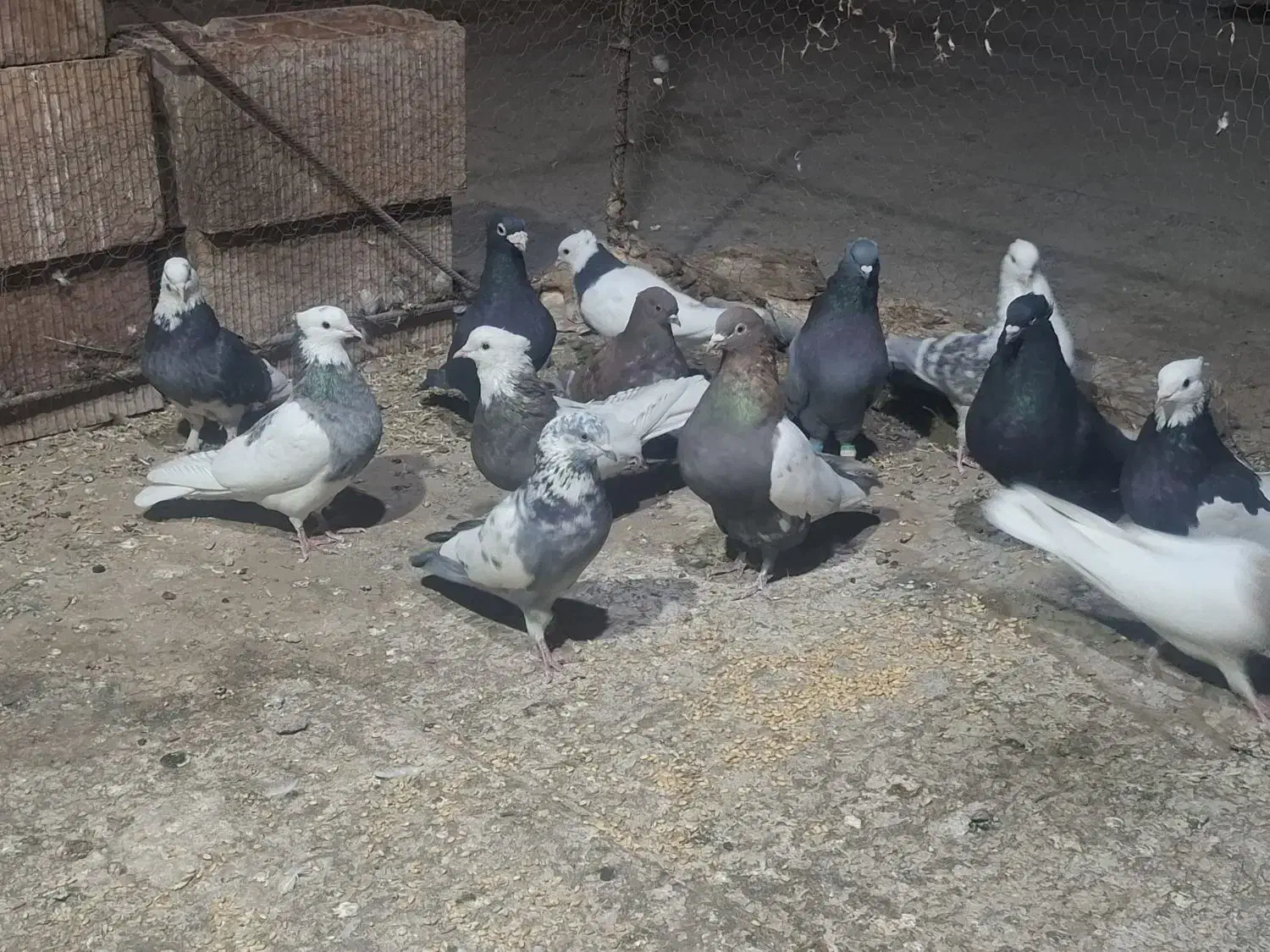 13 عدد پرنده|پرنده|نرماشیر, |دیوار