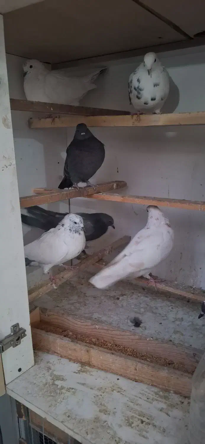 کفتر 25 عدد|پرنده|فردیس, قریشی|دیوار