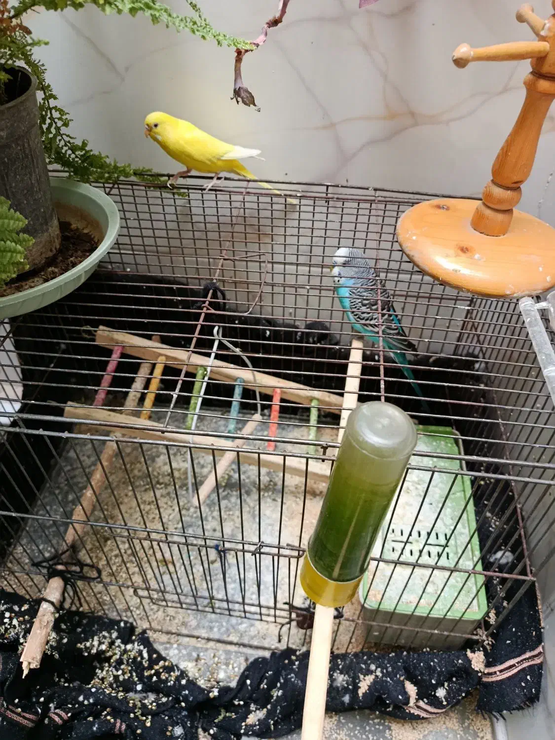 مرغ عشق مولد برای جوجه کشی و هر دو تقریبا دستی|پرنده|مرودشت, فرهنگ|دیوار