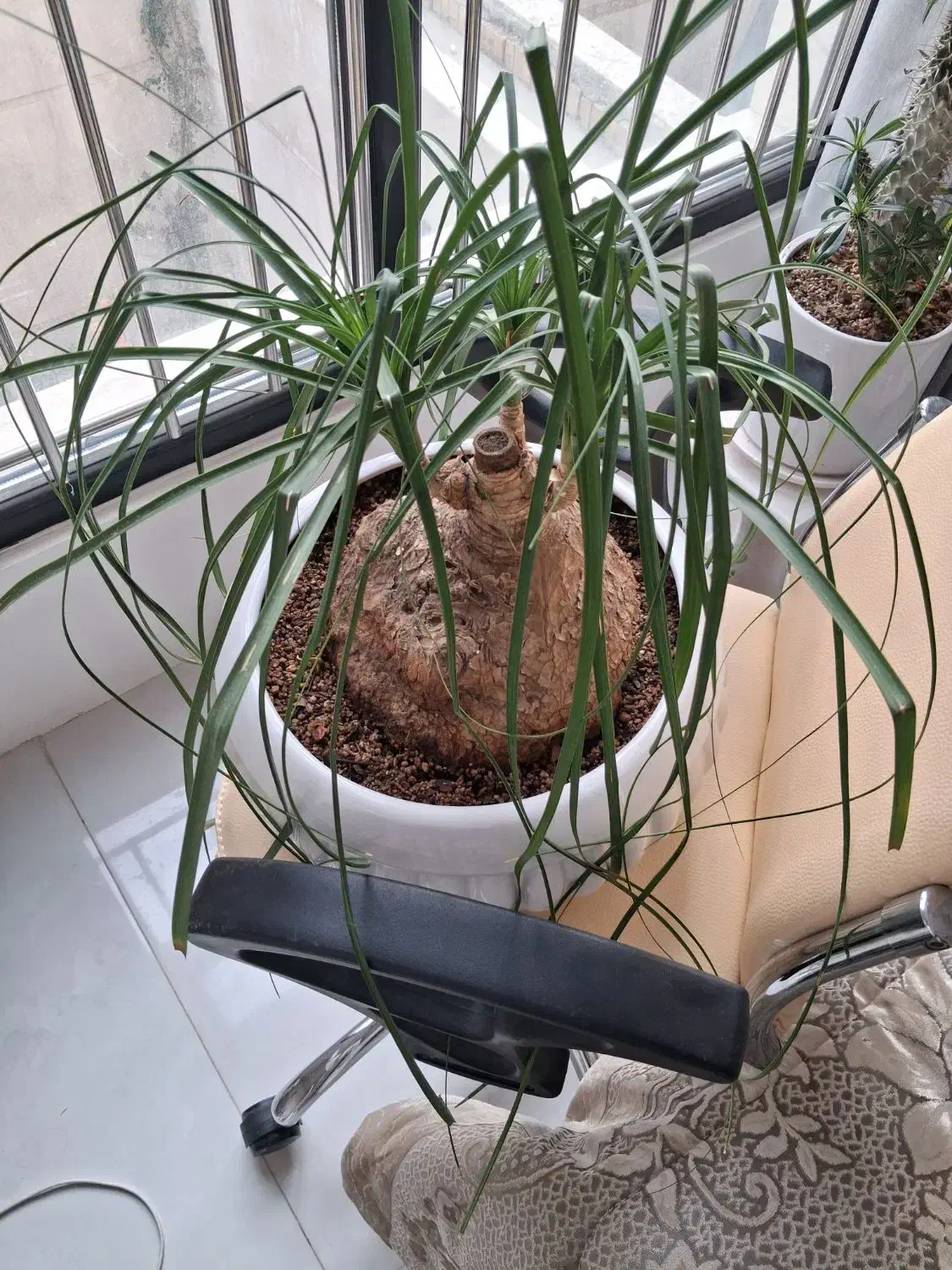 لیندا|گل و گیاه طبیعی|مشهد, تربیت (صدف)|دیوار