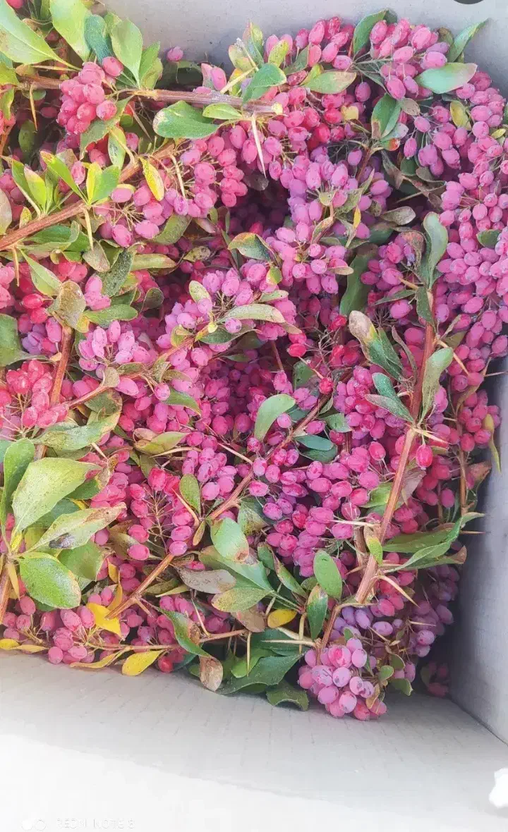 زرشک تازه نوبرانه بیرجند با عناب قیمت مناسب|حراج|زابل, |دیوار