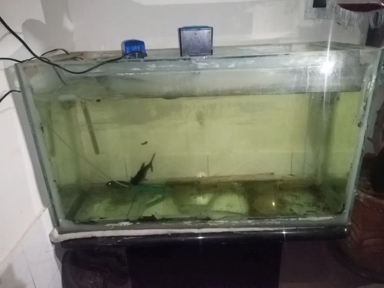 اکواریوم|ماهی|شیراز, سعدیه شمالی|دیوار