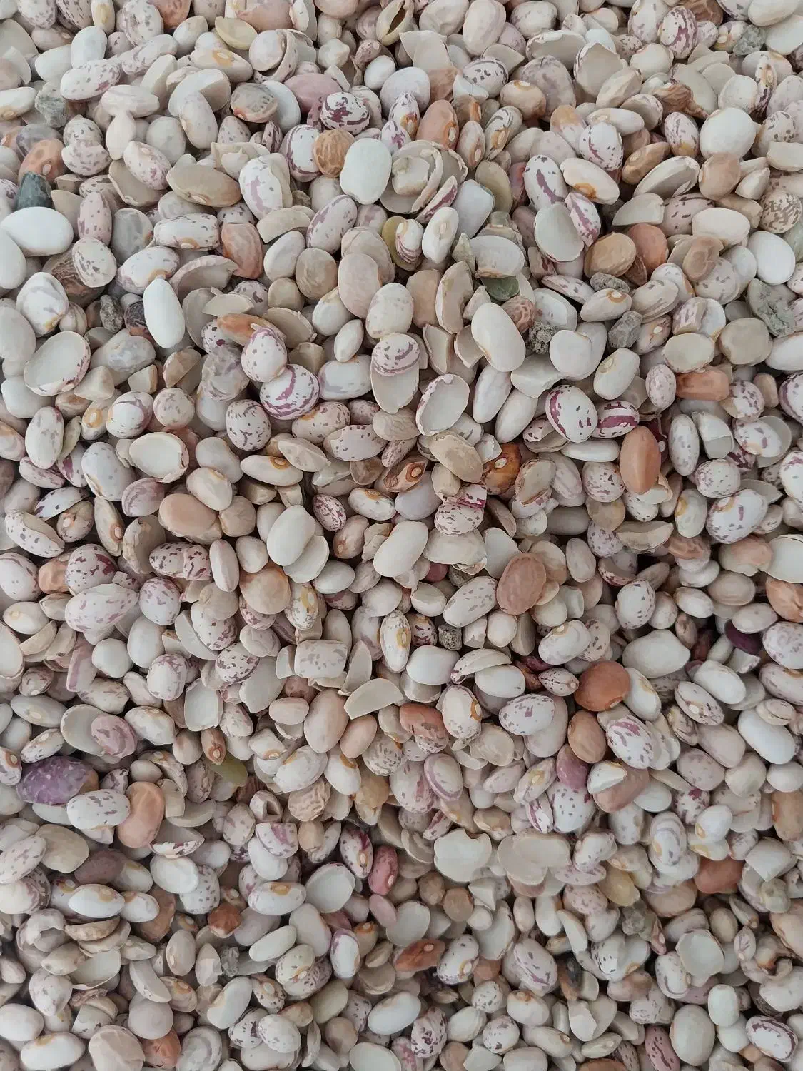 لوبیاچیتی|خوردنی و آشامیدنی|شیراز, شریف‌آباد|دیوار