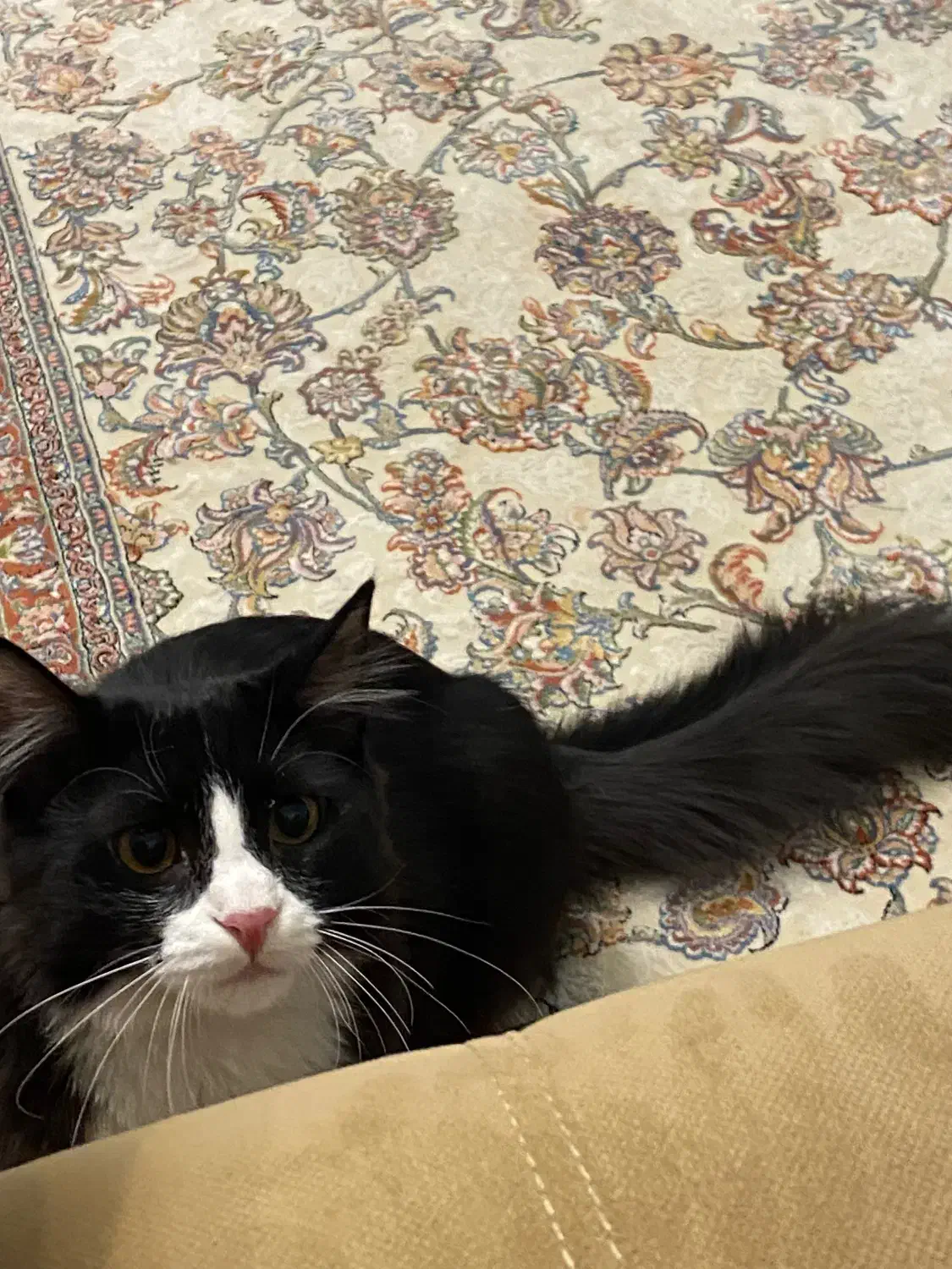 گمشده گربه DSH|گربه|قدس, شهرک فرزان|دیوار