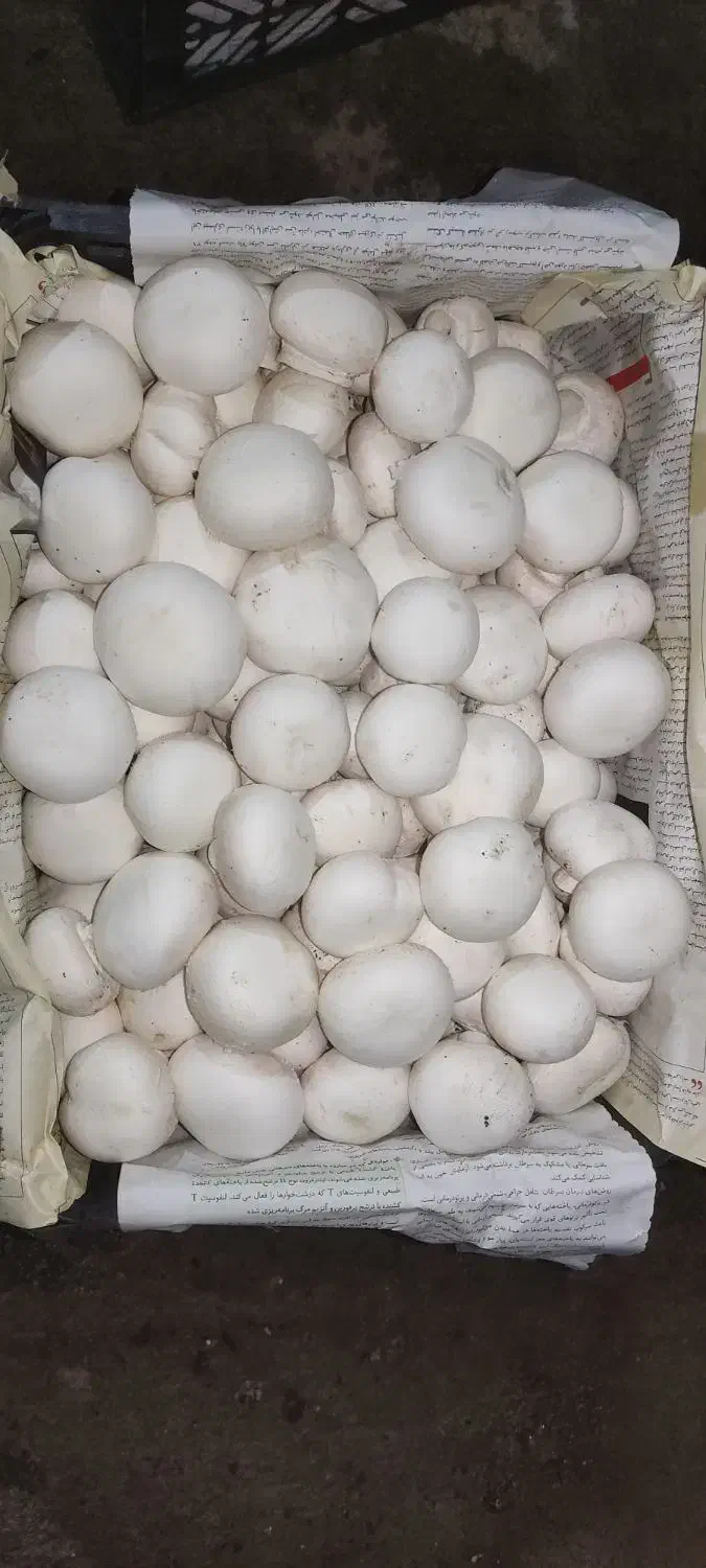 قارچ خوراکی|خوردنی و آشامیدنی|قهدریجان, |دیوار