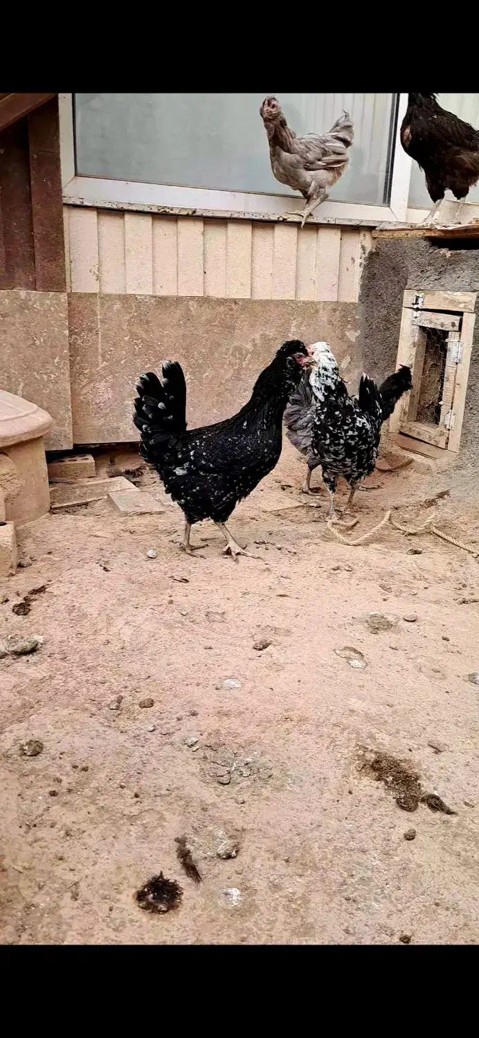مرغ خروس گلین فول کیفیت|حیوانات مزرعه|شاهینشهر, شهرک پردیس|دیوار