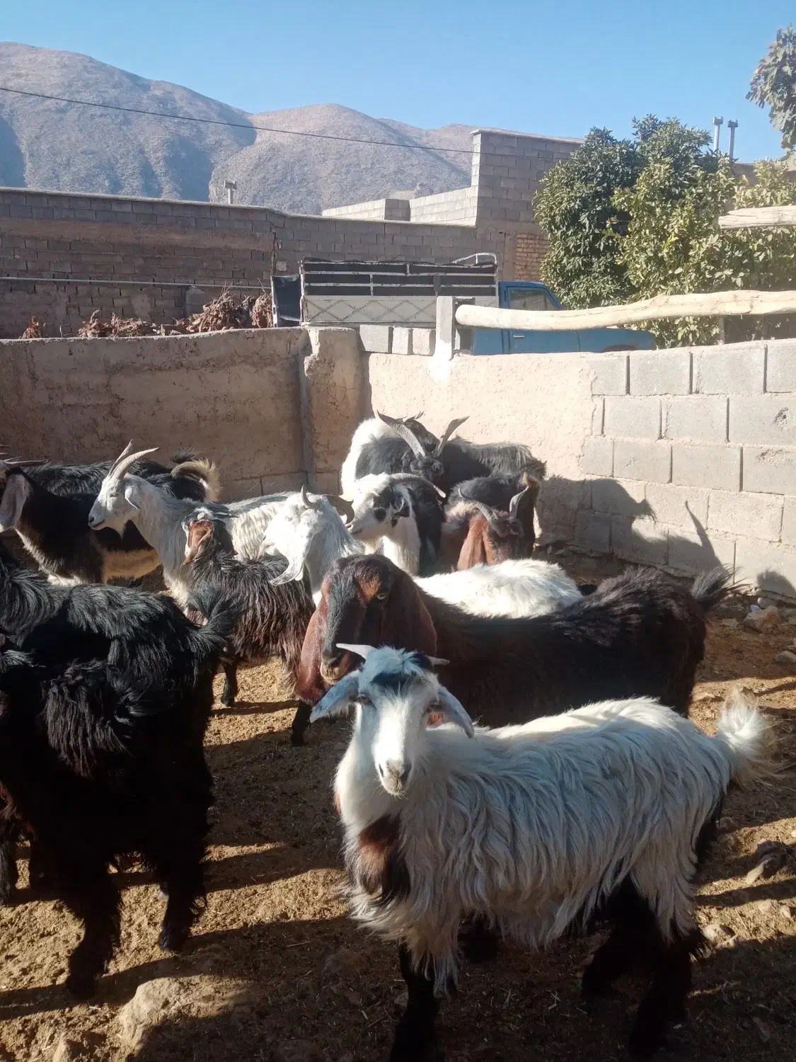 فروش 20راس بز کهره دار و آبستن 10 تا چپش ماده|حیوانات مزرعه|مرودشت, رامجرد یک|دیوار
