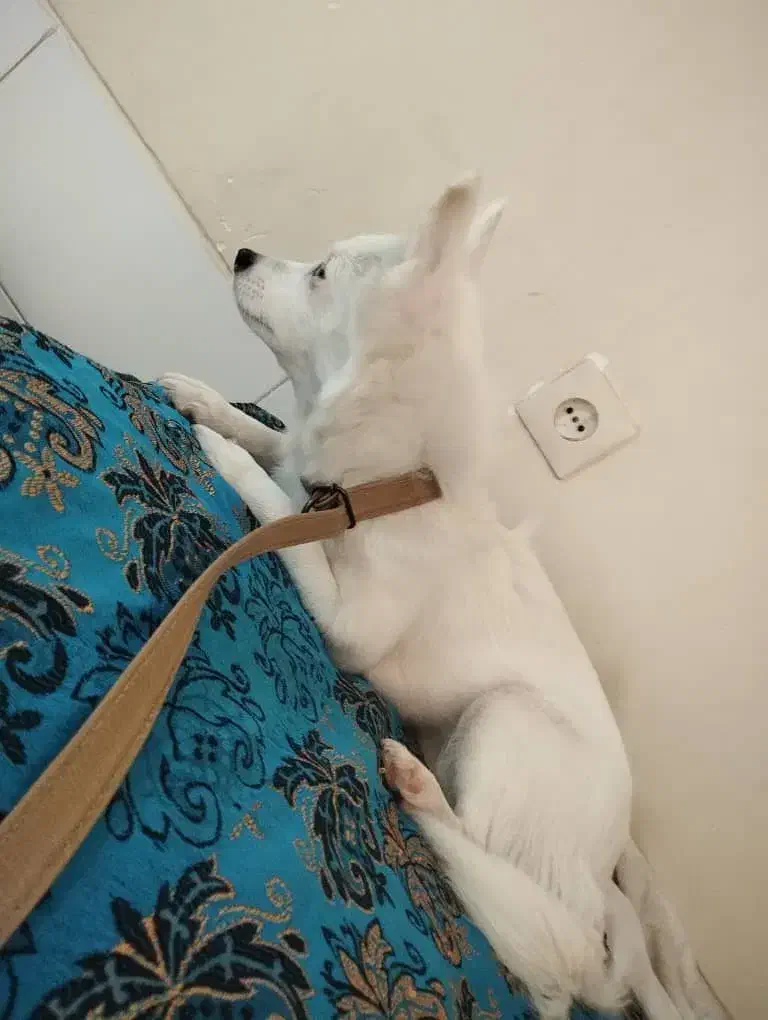 سگ اشپیز پامر|سگ|یزد, |دیوار