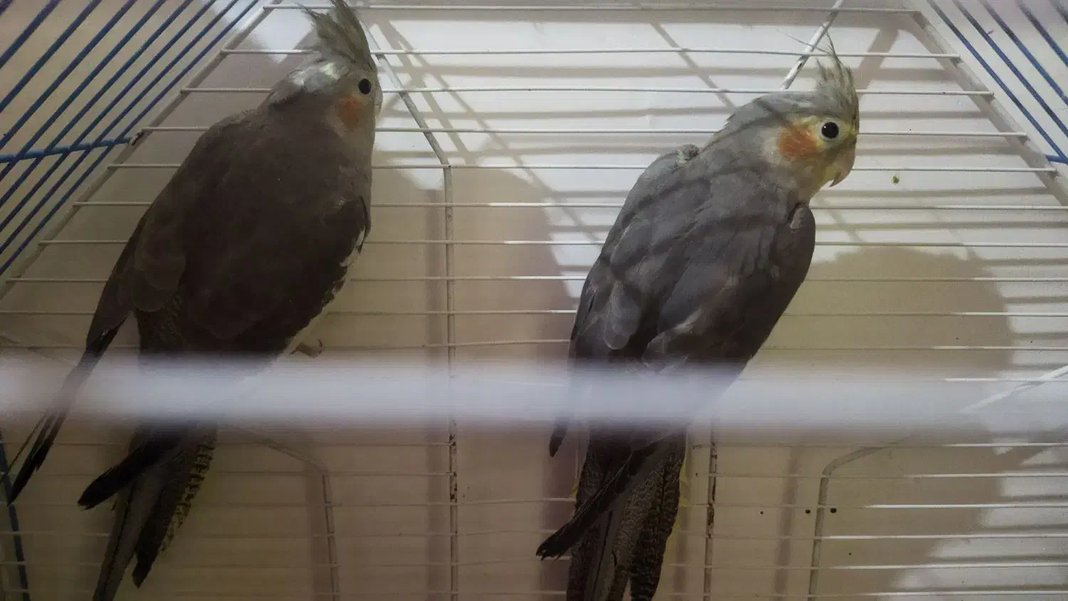 پنچ تا عروس هلندی|پرنده|قدس, شهر‌قدس|دیوار