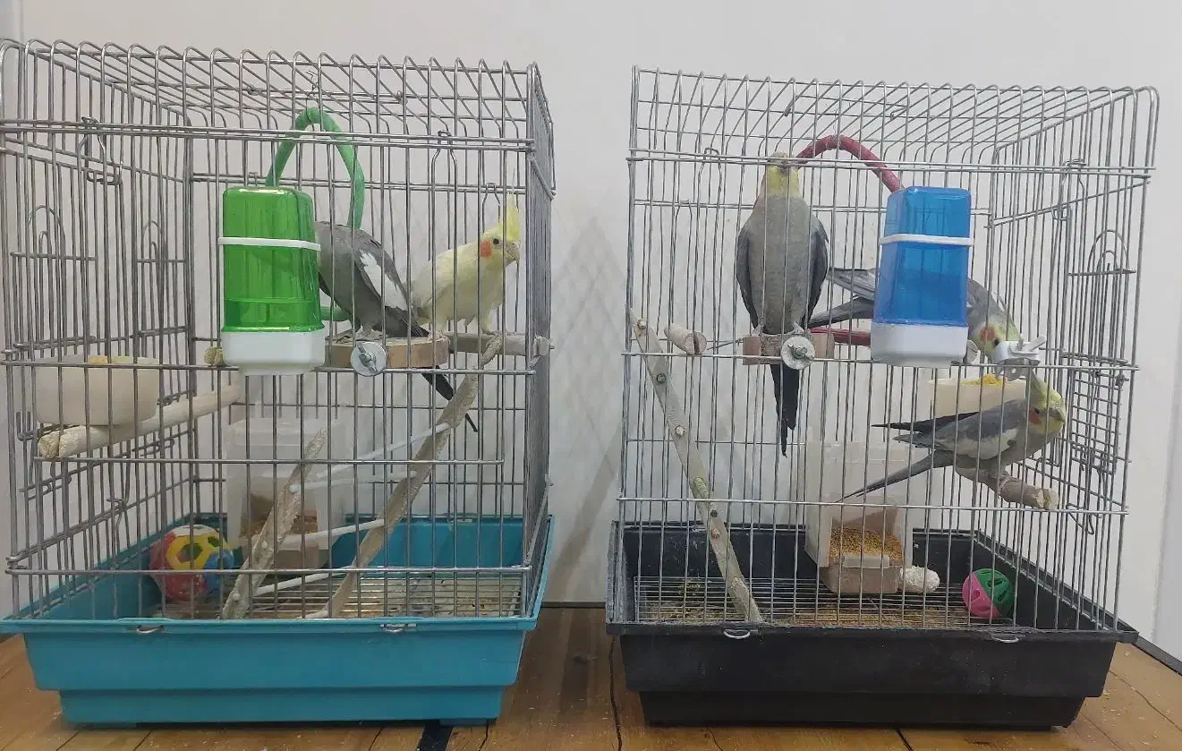 عروس هلندی|پرنده|یزد, |دیوار