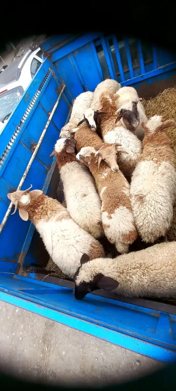 فروش بره نر و ماده|حیوانات مزرعه|اسالم, |دیوار