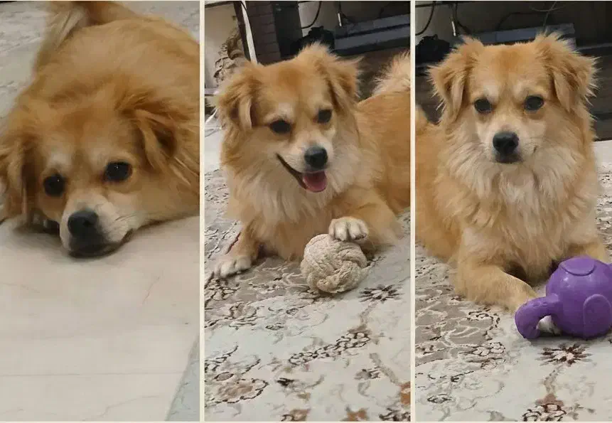 پامر اشپیتز|سگ|تهران, مینیسیتی (شهرک نفت)|دیوار