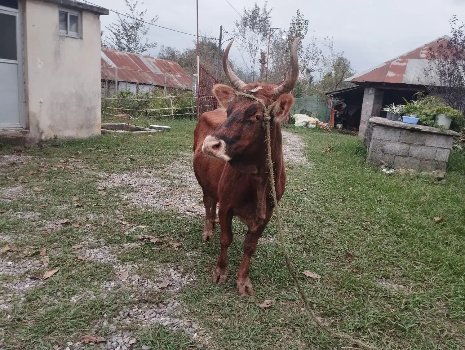 گاو چالوسی حامله فقیر3ماه حامله|حیوانات مزرعه|سنگر, |دیوار