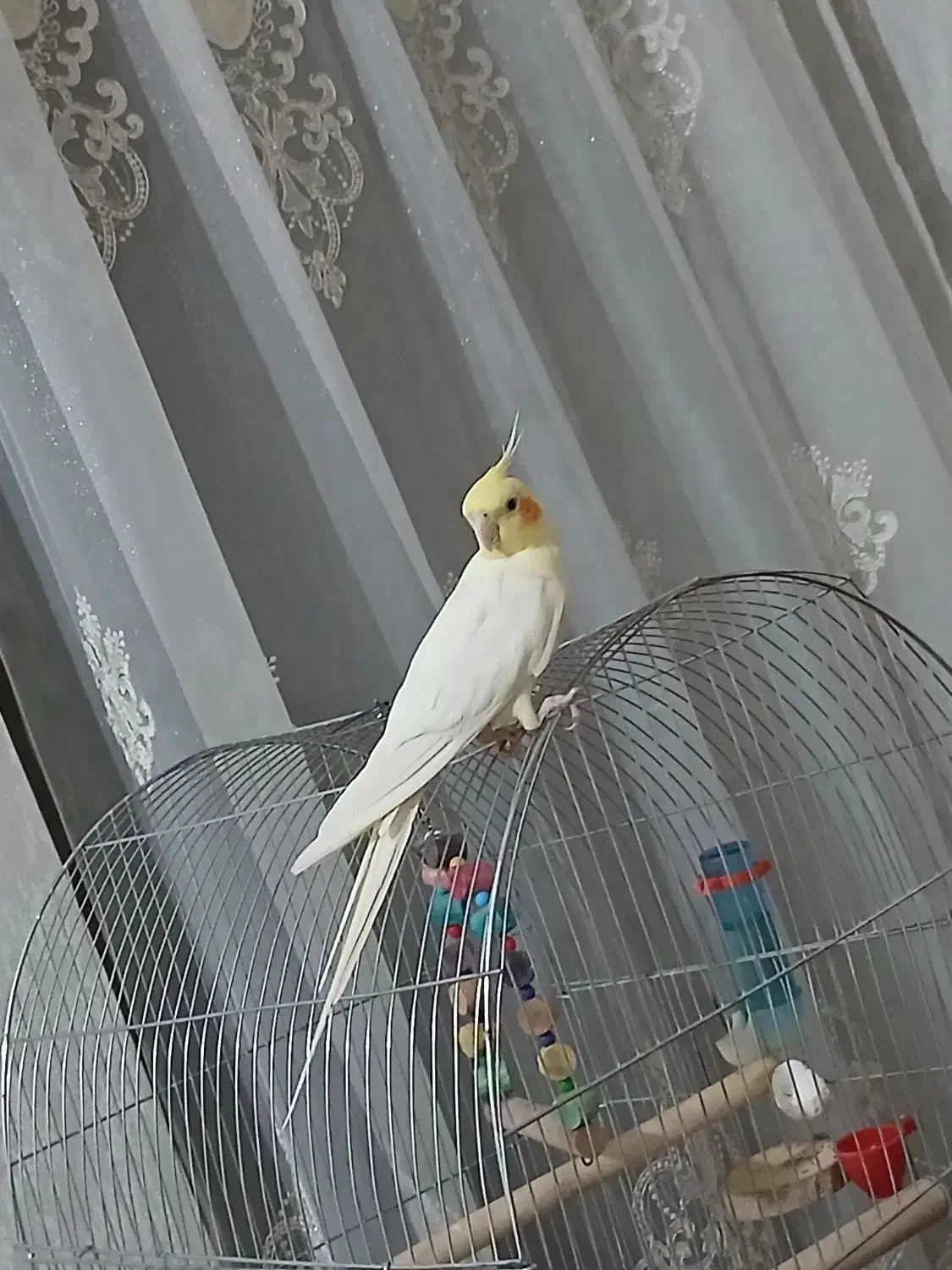 عروس هلندی نر سخن گوعتیقه|پرنده|لالجین, |دیوار