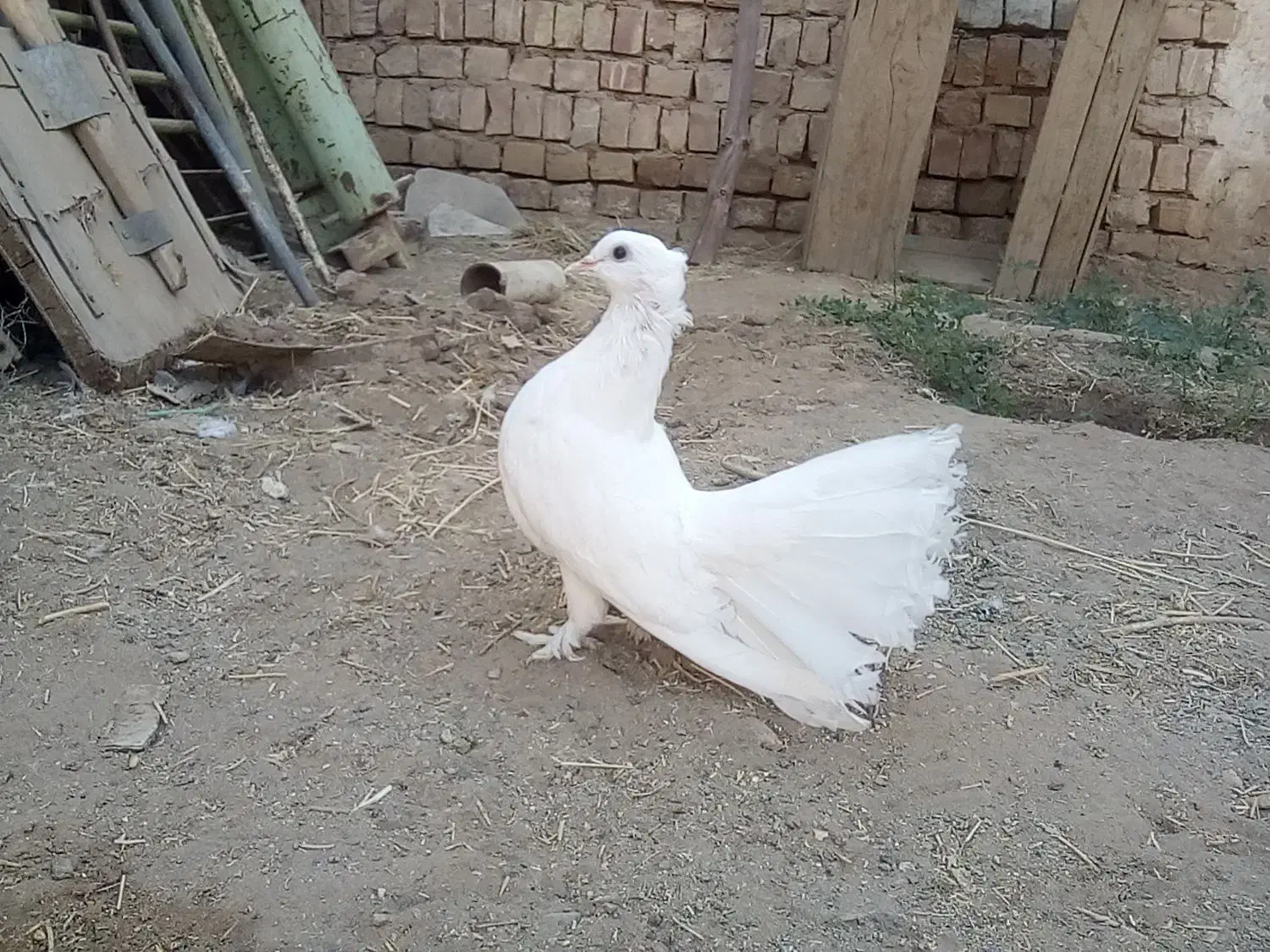 کبوتر دم چتری کاکلی(انگلیسی)|پرنده|کاشان, فاز ۱ ناجی آباد|دیوار