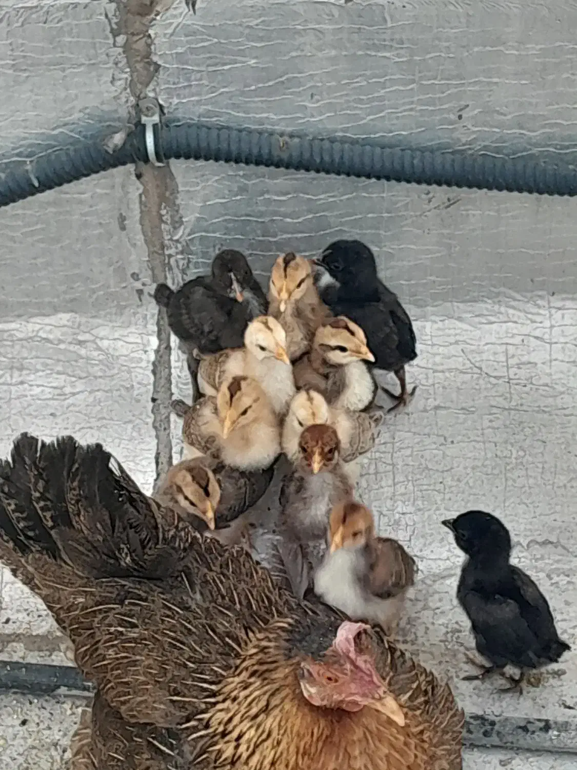 فروش مرغ و خروس|حیوانات مزرعه|بندر ماهشهر, |دیوار