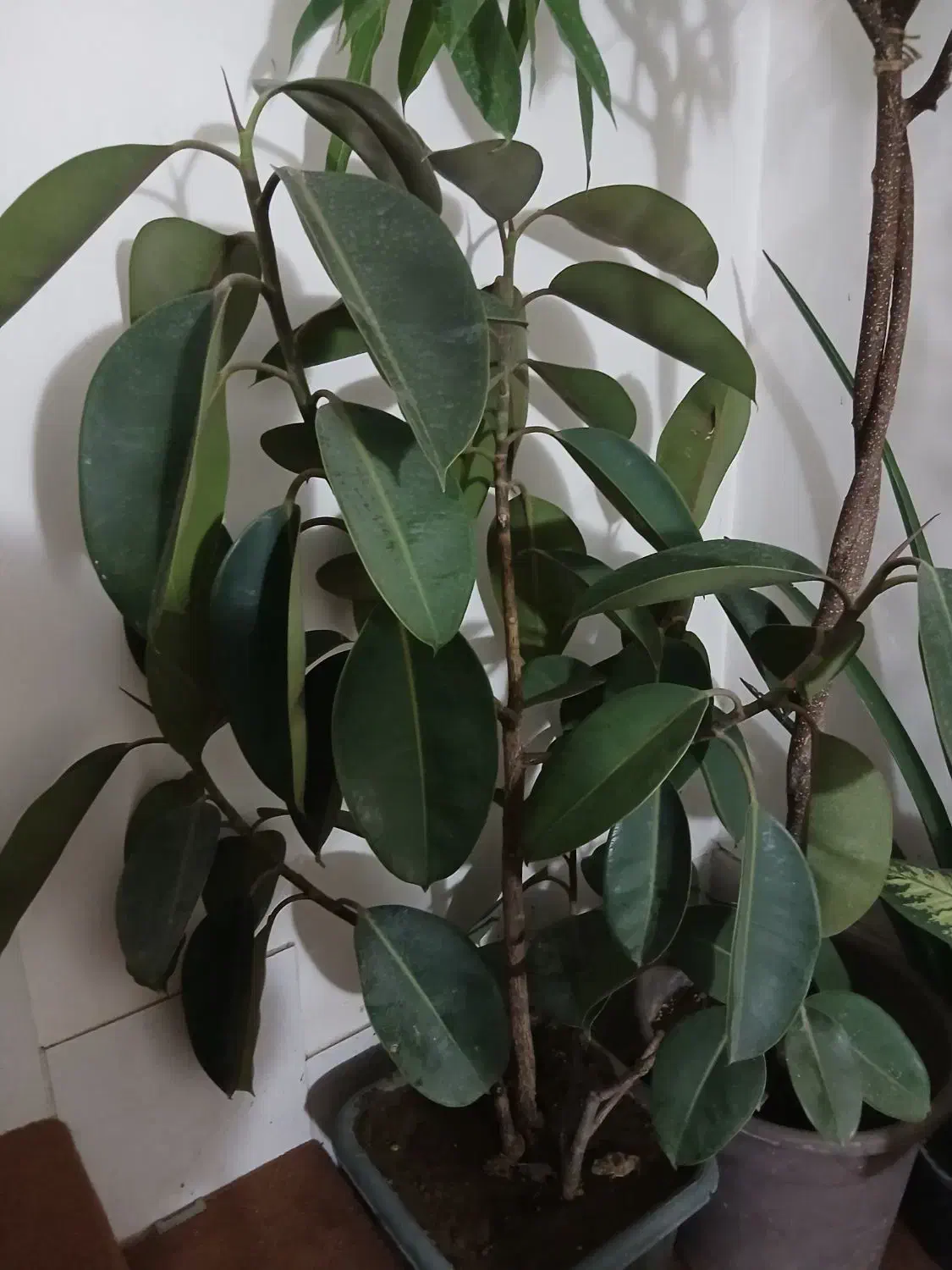 فروش گیاهان اپارتمانی|گل و گیاه طبیعی|اصفهان, شاه پسند|دیوار