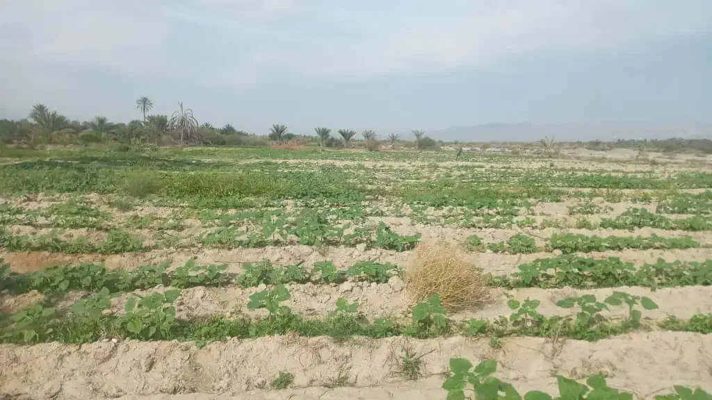 زمین‌باغی‌باکلی‌امکانات‌کشت‌دربیکاه|فروش دفتر صنعتی، کشاورزی، تجاری|بیکاه, |دیوار