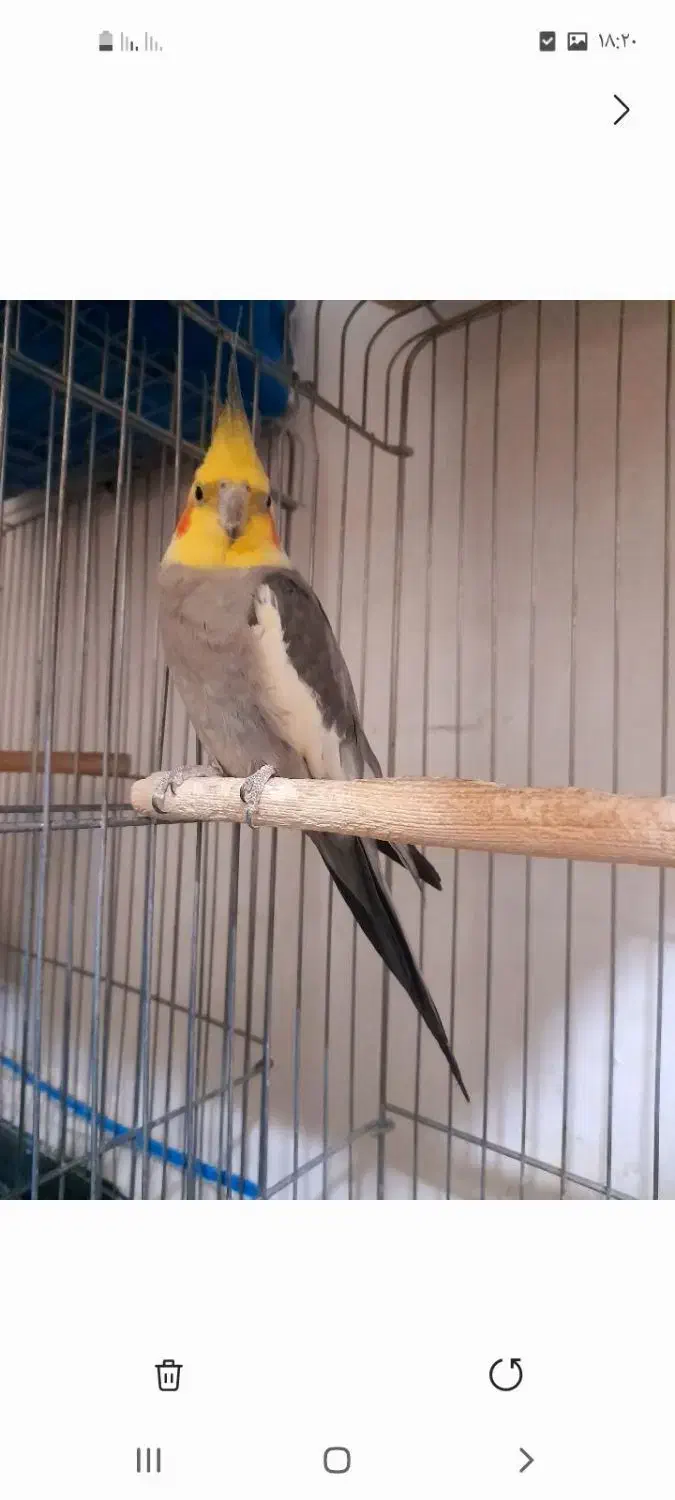 عروس هلندی|پرنده|باقرشهر, |دیوار