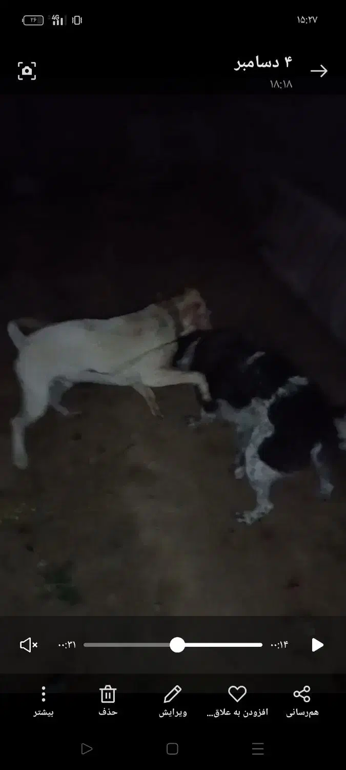 سگ داگو|سگ|ایلام, |دیوار